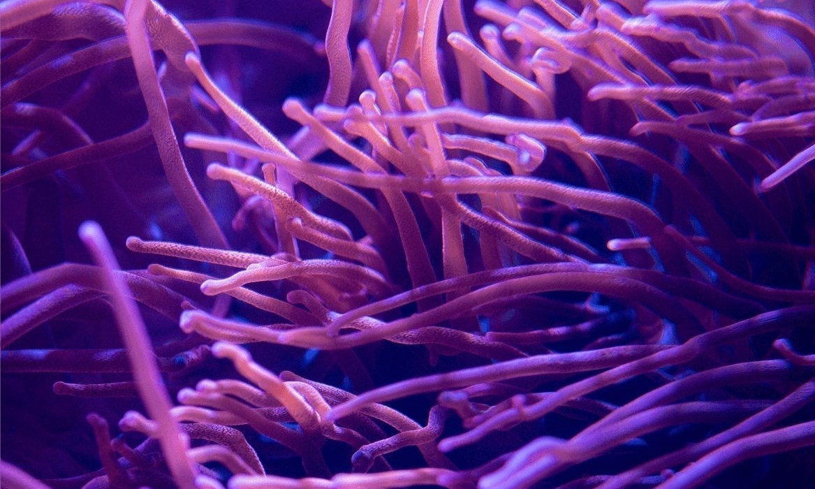 Close-up of coral-like tendrils representing antioxidant molecules in the body
