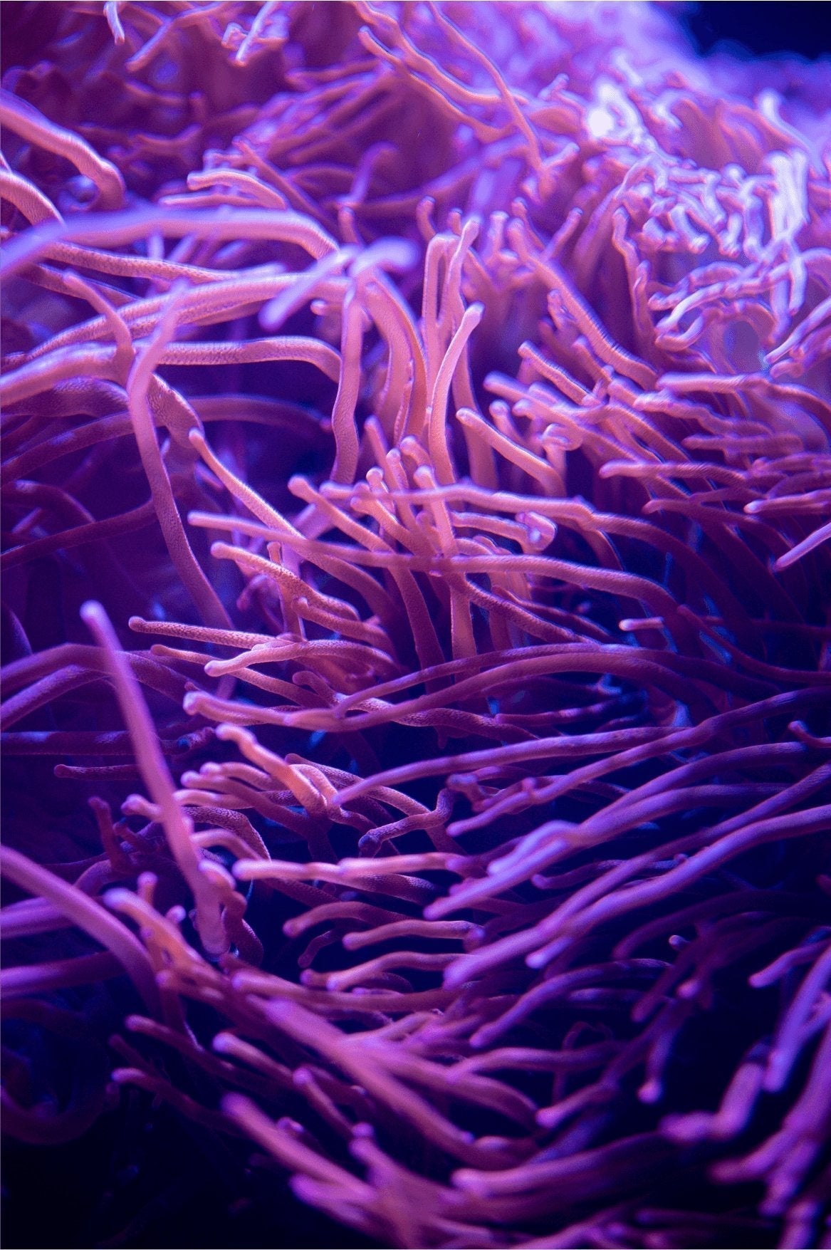Close-up of coral-like tendrils representing antioxidant molecules in the body
