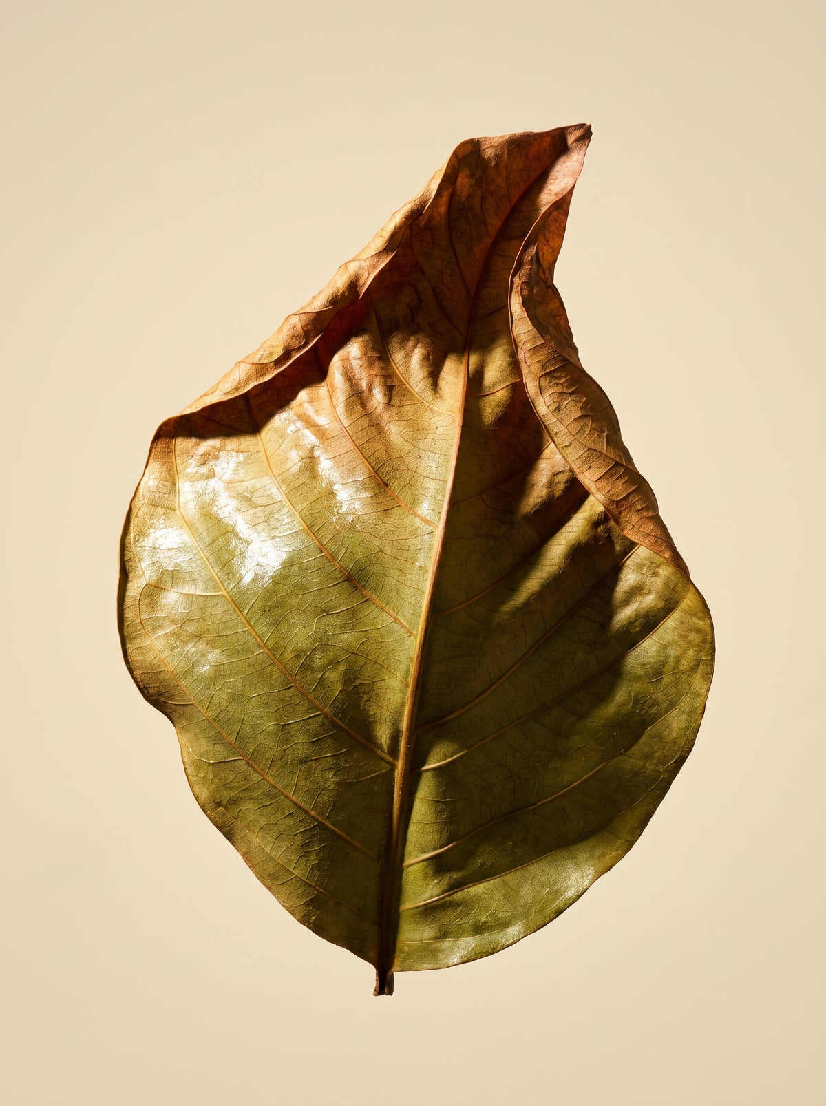 Banaba Leaf Extract