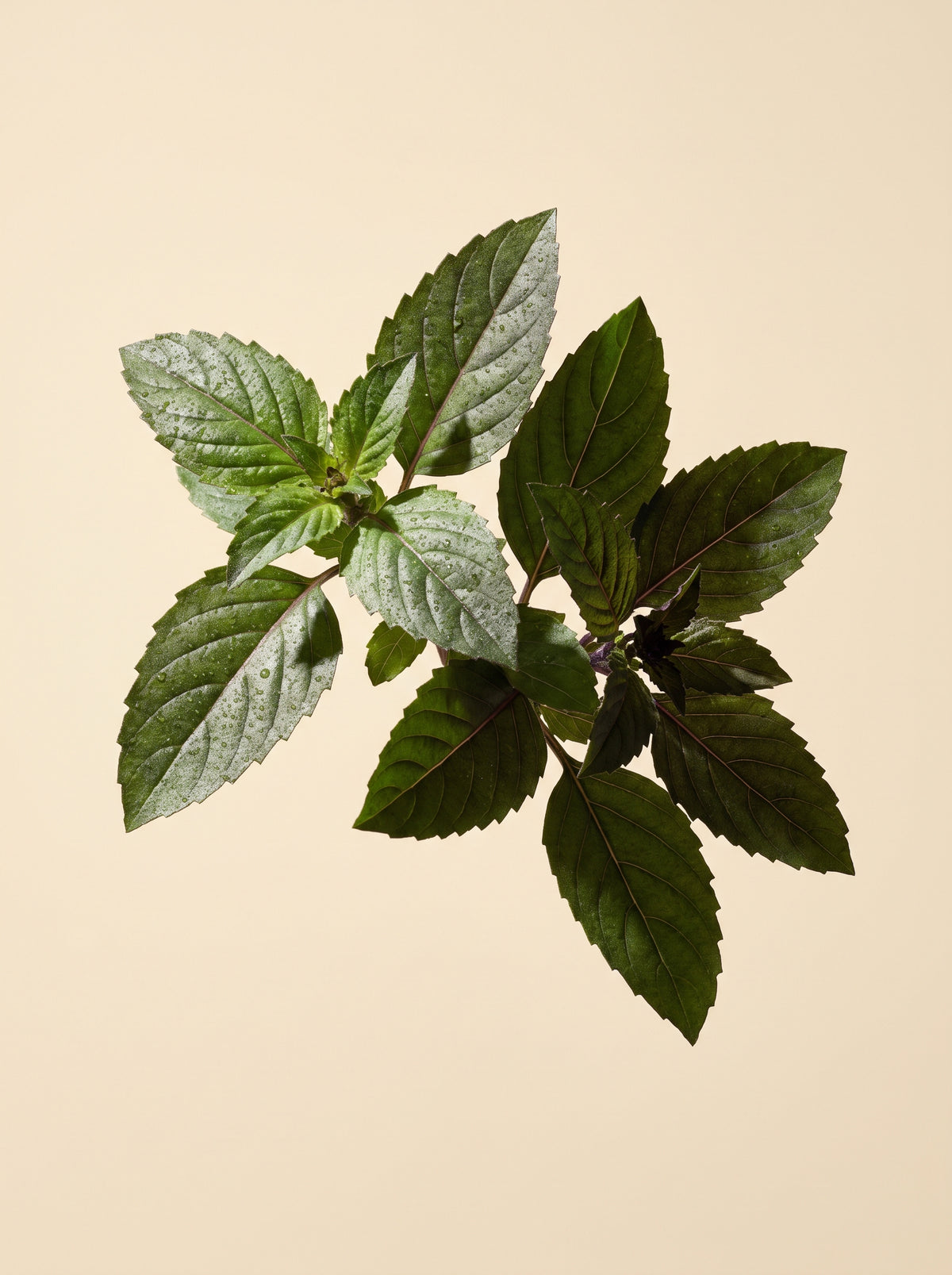 Holy Basil Extract