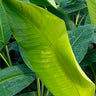 Banaba Leaf Extract