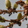 Boswellia Serrata [30% AKBA]