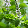 Holy Basil Extract
