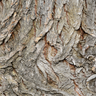 Willow Bark Extract [50% Salicin]